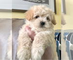 Puppy Patch Maltipoo