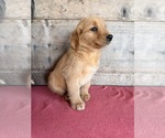 Litter of 10 - Male(s) and Female(s) Golden RetrieverLitter of Puppies for Sale - Photo #8