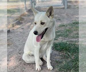 American Eskimo Dog-Unknown Mix Dogs for adoption in Conroe, TX, USA