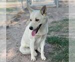 Small American Eskimo Dog Mix