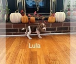 Puppy Lula Beagle
