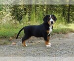 Small Photo #4 Greater Swiss Mountain Dog Puppy For Sale in CLINTON, AR, USA