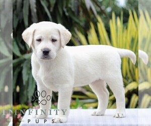 Labrador Retriever Puppy for sale in GORDONVILLE, PA, USA