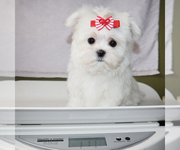 Medium Photo #5 Maltese Puppy For Sale in LOS ANGELES, CA, USA