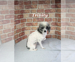 Small #22 Poodle (Miniature)