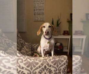 Kacey - Female American Foxhound Dog for Adoption - Photo #3