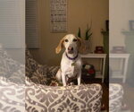 Small Photo #3 American Foxhound Puppy For Sale in Dahlgren, VA, USA