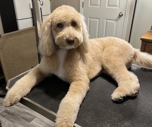 Labradoodle Puppy for sale in GREEN COVE SPRINGS, FL, USA