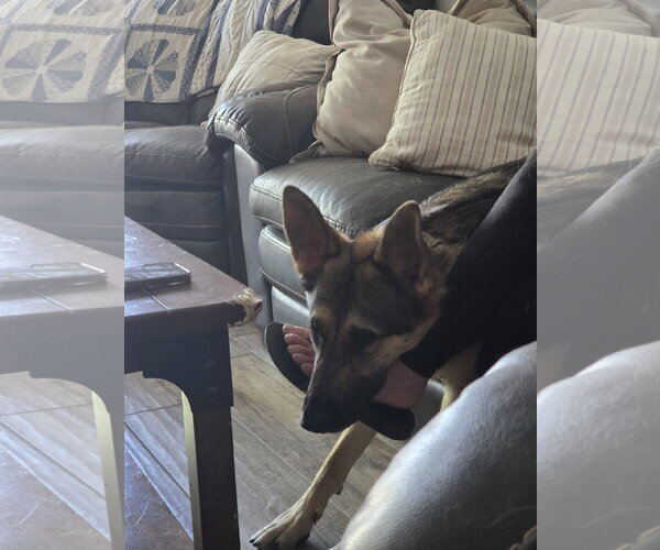 Medium Photo #2 German Shepherd Dog Puppy For Sale in Phoenix, AZ, USA