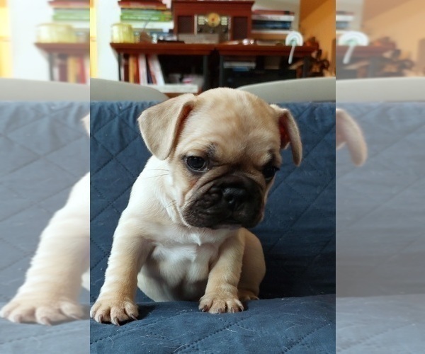 Medium Photo #37 French Bulldog Puppy For Sale in MANHATTAN, NY, USA