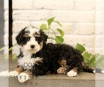 Small #3 Bernedoodle (Miniature)