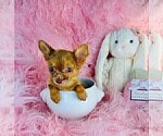 Small #12 Chihuahua