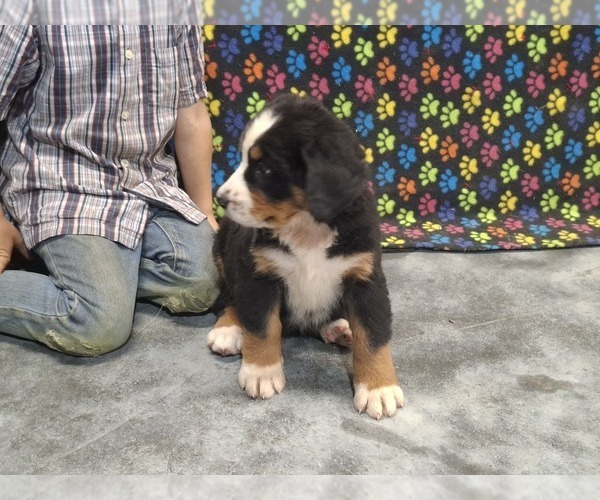 Medium Photo #2 Bernese Mountain Dog Puppy For Sale in MEMPHIS, MO, USA