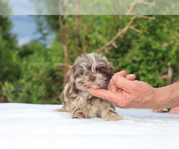 Medium Photo #10 ShihPoo Puppy For Sale in DYERSBURG, TN, USA