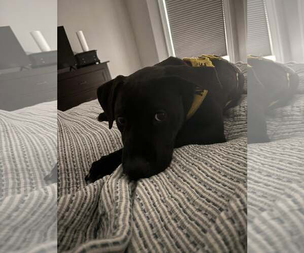 Medium Photo #3 American Pit Bull Terrier-Unknown Mix Puppy For Sale in St. Louis Park, MN, USA