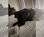 Small #2 American Pit Bull Terrier Mix