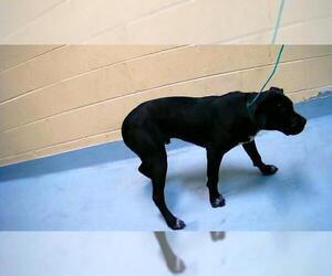 Mutt Dogs for adoption in Tulsa, OK, USA