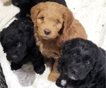 Small Photo #5 Cockapoo Puppy For Sale in SILVERTON, OR, USA