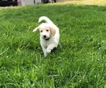 Small Photo #4 Goldendoodle Puppy For Sale in TAYLORVILLE, IL, USA