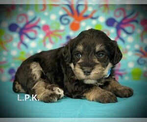 Schnoodle (Miniature) Puppy for sale in WINNSBORO, LA, USA