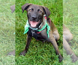 Labrador Retriever-Unknown Mix Dogs for adoption in Crystal , MN, USA