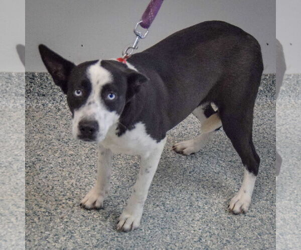 Medium Photo #3 Siberian Husky-Unknown Mix Puppy For Sale in Huntley, IL, USA