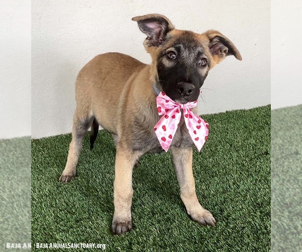 Medium Photo #2 German Shepherd Dog-Unknown Mix Puppy For Sale in San Diego, CA, USA