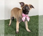 Small #1 German Shepherd Dog Mix