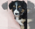 Small Photo #1 Australian Shepherd Puppy For Sale in FREDERICKSBG, OH, USA