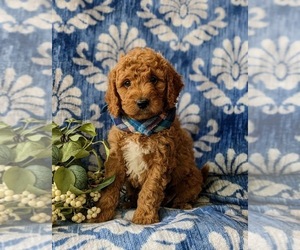 Goldendoodle (Miniature) Puppy for sale in GLEN ROCK, PA, USA