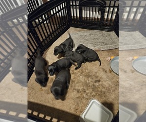 Labrador Retriever Puppy for sale in LITTLE FALLS, MN, USA