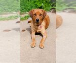 Small #8 Coonhound Mix