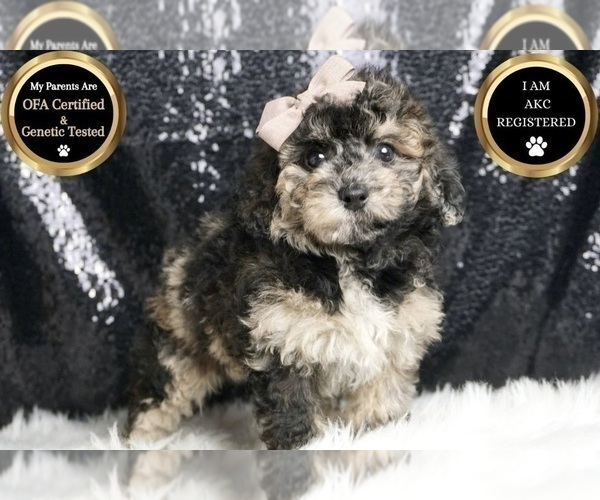 Medium Photo #7 Poodle (Toy) Puppy For Sale in WARSAW, IN, USA