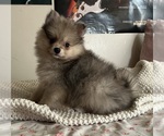 Puppy Puppy 1 Pomeranian
