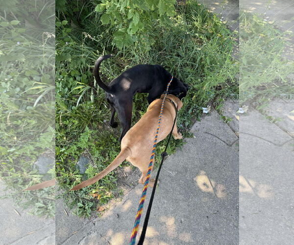 Medium Photo #25 Labrador Retriever-Unknown Mix Puppy For Sale in Germantown, OH, USA