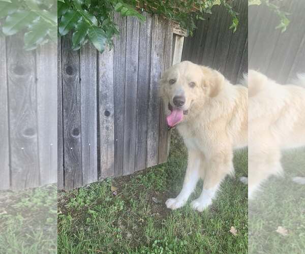 Medium Photo #6 Great Pyrenees Puppy For Sale in Dallas, TX, USA