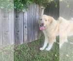 Small #5 Great Pyrenees