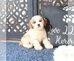 Small #4 Poochon