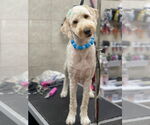 Small #1 Goldendoodle