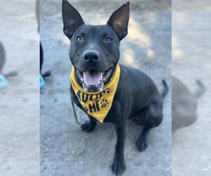Medium Boston Terrier-Doberman Pinscher Mix