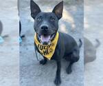 Small Boston Terrier-Doberman Pinscher Mix
