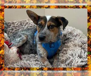 Mutt Dogs for adoption in Ojai, CA, USA