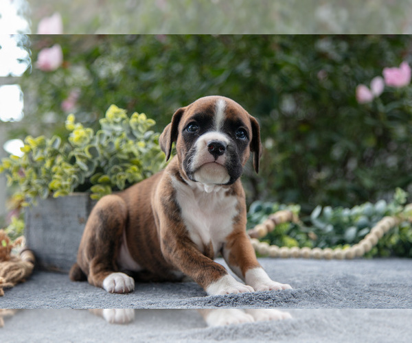 Medium Photo #2 Boxer Puppy For Sale in KIRKWOOD, PA, USA