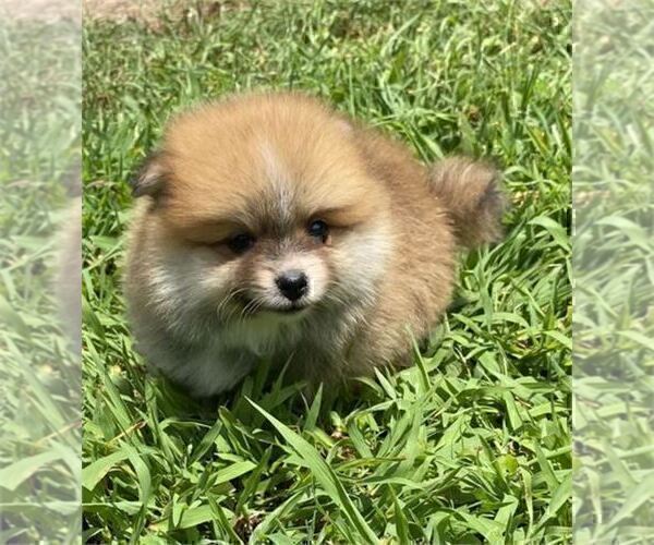 Medium Photo #9 Pomeranian Puppy For Sale in TAMPA, FL, USA