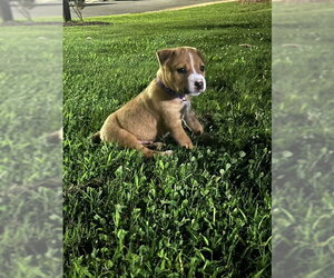 Mutt Dogs for adoption in Holly Springs, NC, USA
