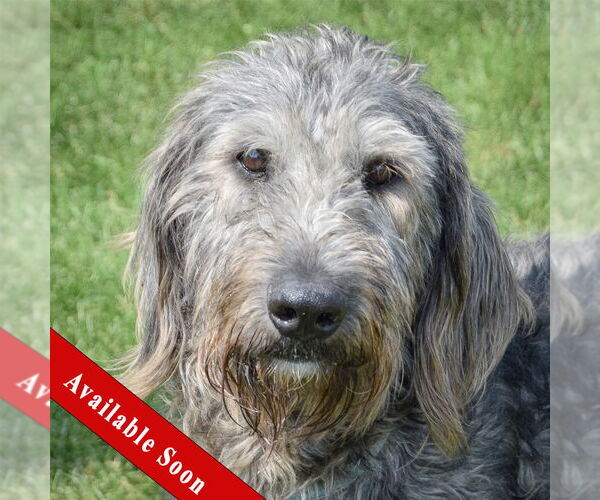Medium Photo #1 Irish Wolfhound-Unknown Mix Puppy For Sale in Huntley, IL, USA