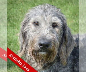 Irish Wolfhound-Unknown Mix Dogs for adoption in Huntley, IL, USA