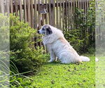 Small #36 Great Pyrenees