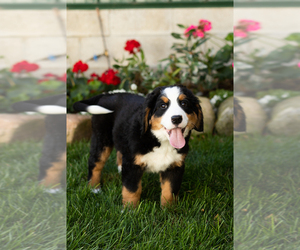 Bernese Mountain Dog Puppy for sale in MILLERSBURG, IN, USA