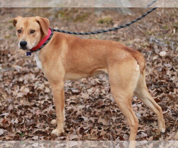 Medium Photo #4 Mountain Cur-Unknown Mix Puppy For Sale in Cookeville, TN, USA